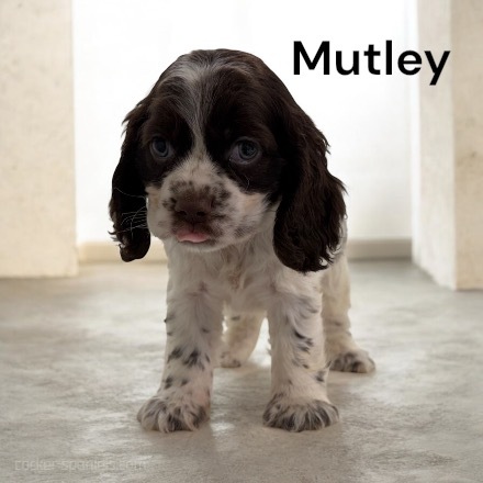 puppy, for, sale, Cocker Spaniel, Joe & Cherri  Overlease, dog, breeder, Miller, MO, dog-breeder, puppy-for-sale, forsale, nearby, find, puppyfind, locator, puppylocator, aca